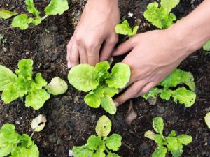 Close up of hands pressing down a young plant into soil