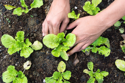 Close up of hands pressing down a young plant into soil